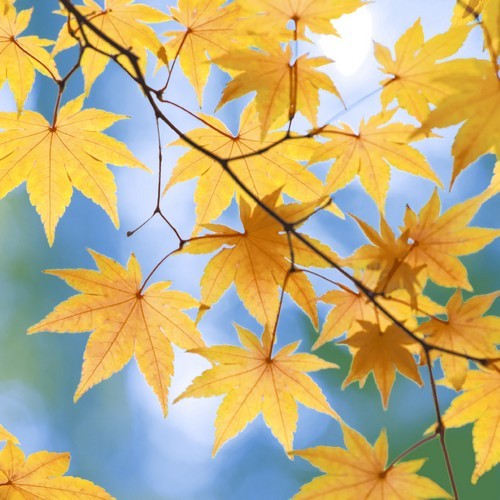 20 Servietten Autumn Blaze - Gelbe Herbstblätter am Baum 33x33cm
