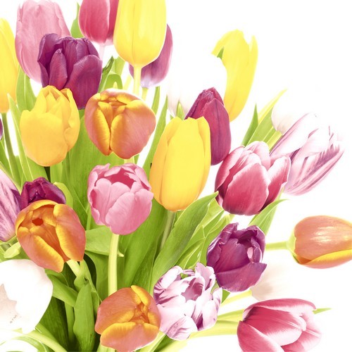 20 Servietten Beautiful Tulips - Farbenfrohe Tulpen 33x33cm