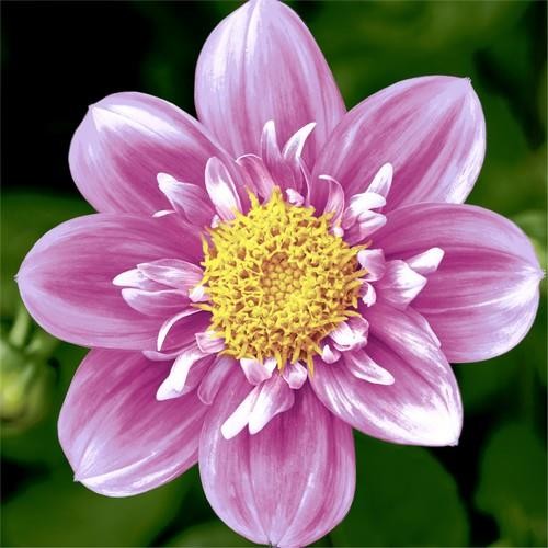 20 Servietten Pink Flower - Große, pinke Blume 33x33cm