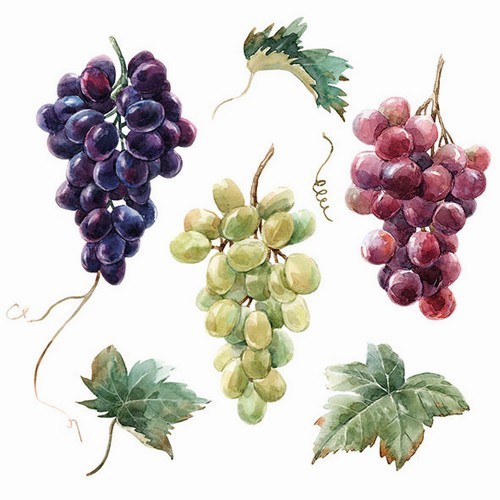 20 Servietten Wine Grapes - Frische Weintrauben auf weiß 33x33cm
