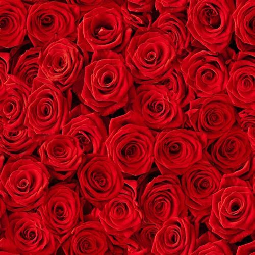 20 Servietten Beaucoup de Roses - Rotes Rosenbett 33x33cm