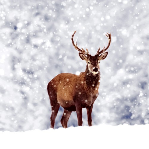 20 Servietten Winter Deer - Hirsch im Schneegestöber 33x33cm