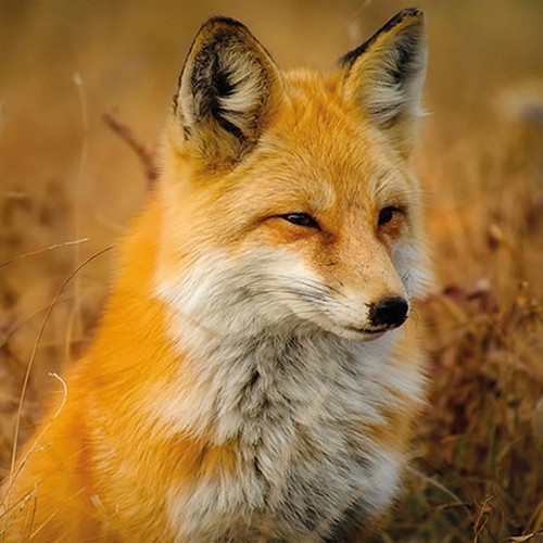 20 Servietten Fox - Realer Fuchs in der Natur 33x33cm