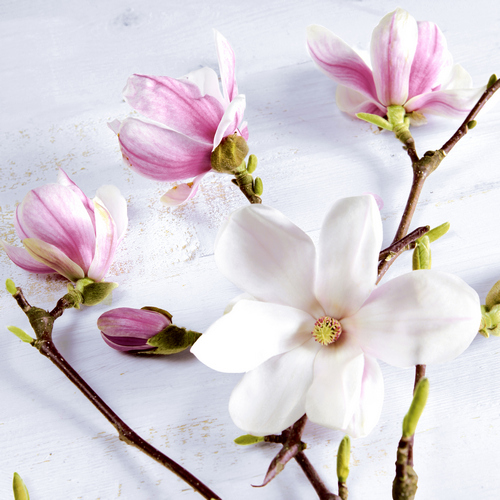 20 Servietten Frühling Blühender Magnolienzweig 33x33 cm Weiße Magnolien 