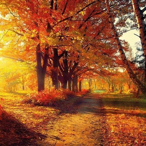 20 Servietten Autumn Park - Park im Herbst 33x33cm