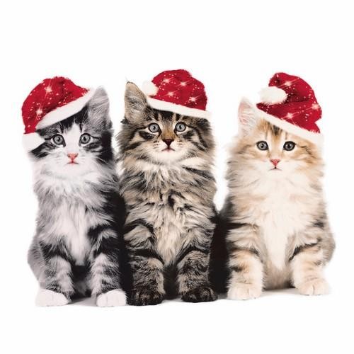 20 Servietten Xmas Cats - Katzen in Weihnachtslaune 33x33cm