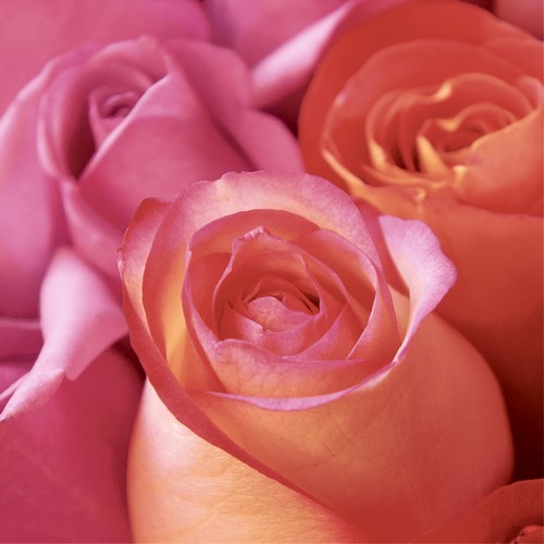 20 Servietten Rose Joy - Genuss an Rosen 33x33cm