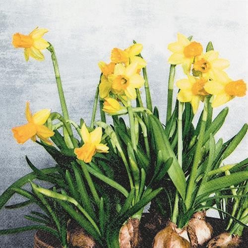 20 Servietten Narcissus - Frische Narzissen 33x33cm