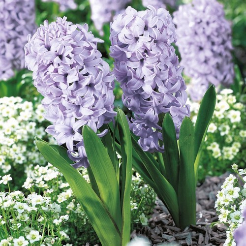 20 Napkins Purple Hyacinths - Hyacinths in nature 33x33cm