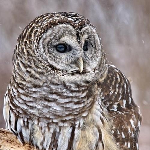 20 Servietten Barred Pattern Owl 33x33cm