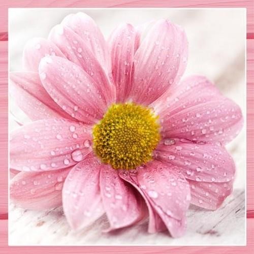 20 Servietten Candy Pink Flowers - Große pinke Blume 33x33cm