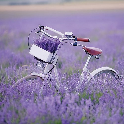 20 Napkins Bike in Lavender Field - bike in lavender field 33x33cm