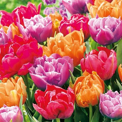 20 Napkins Tulip Blossoms - Colorful tulips 33x33cm