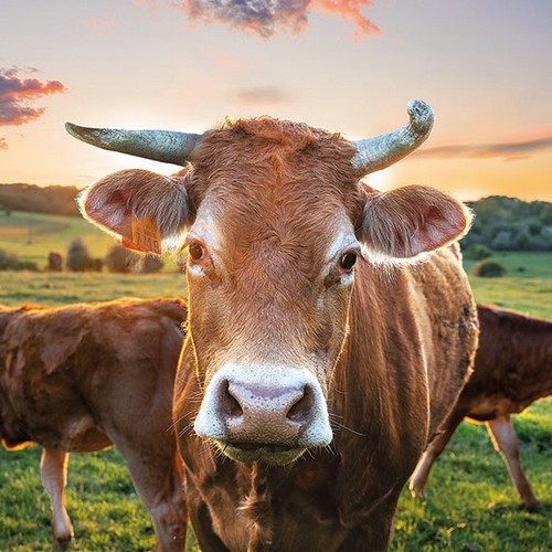 20 Servietten Cow in Sunset - Kuh im Sonnenuntergang 33x33cm