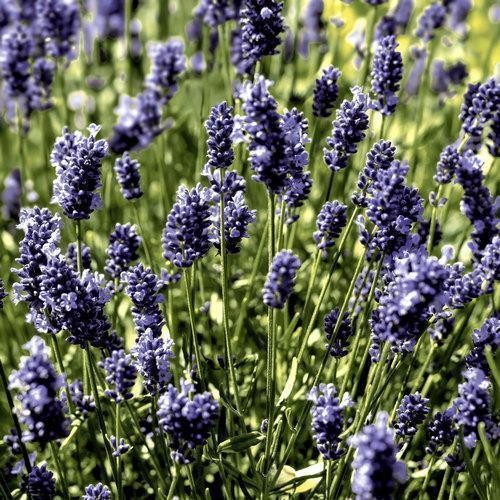 20 napkins Lavender Field 33x33cm