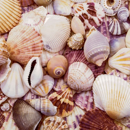 20 Servietten Seashells - Sammlung an Muscheln 33x33cm